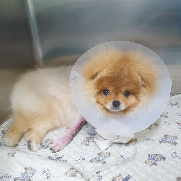 강아지 골절 수술