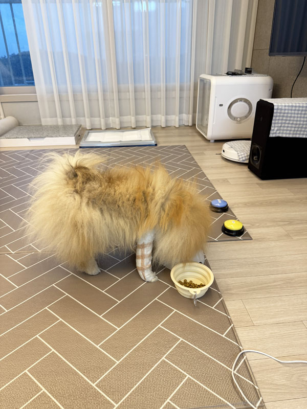 강아지 플레이트 제거