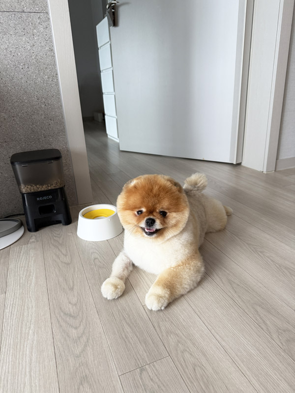 포메 곰돌이컷