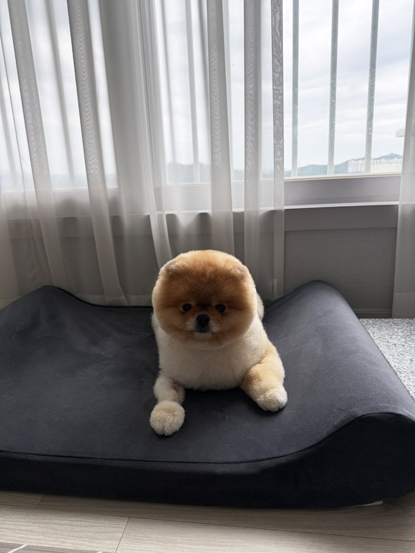 포메 곰돌이컷